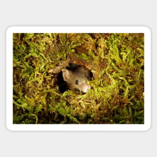 mouse in a mossy hole Sticker